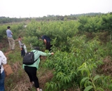 臨近端午，總經(jīng)理劉月琴組織人員農(nóng)莊采摘。